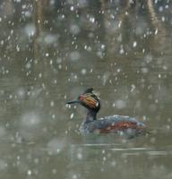 Image of: Podiceps nigricollis (black-necked grebe;eared grebe)