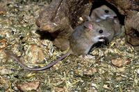 Notomys cervinus - Fawn Hopping Mouse