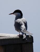 Image of: Sterna hirundo (common tern)