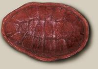 Image of: Cryptochiton stelleri (giant pacific chiton)