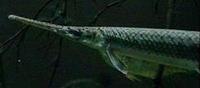 Image of: Lepisosteus osseus (longnose gar)