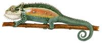 Image of: Bradypodion thamnobates
