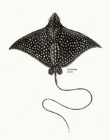 Image of: Aetobatus narinari (spotted eagle ray)