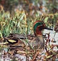 Common Teal - Anas crecca