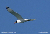 Pallas's Gull - Larus ichthyaetus