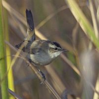 Moustached Warbler - Acrocephalus melanopogon