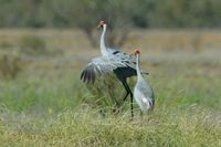 Brolga