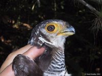 Barred Forest-Falcon - Micrastur ruficollis
