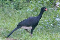 Red-billed Curassow - Crax blumenbachii