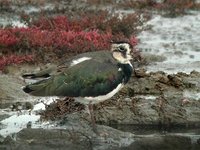 Northern Lapwing - Vanellus vanellus