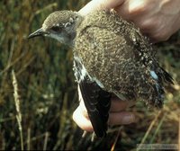 Black-winged Lapwing - Vanellus melanopterus