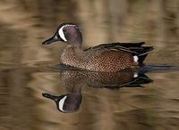 Blue-winged Teal (Anas discors) photo