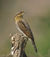 Eurasian Wryneck (Jynx torquilla) photo