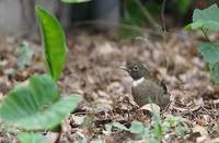 White-throated Robin (Turdus assimilis) photo