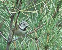 Crested Tit (Parus cristatus) photo