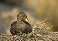 Yellow-billed (S Georgia) Pintail (Anas georgica) photo