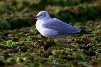 Gray-headed Gull - Larus cirrocephalus