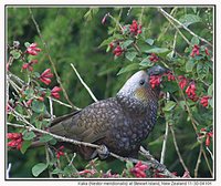 New Zealand Kaka - Nestor meridionalis