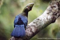 Knysna Turaco - Tauraco corythaix