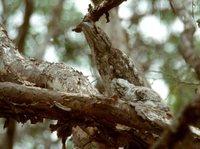 Papuan Frogmouth - Podargus papuensis