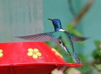 White-necked Jacobin - Florisuga mellivora