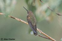 Bronzy Inca - Coeligena coeligena