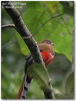 Red-headed Trogon - Harpactes erythrocephalus