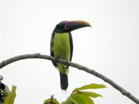 Green Aracari - Pteroglossus viridis