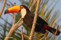 Toco Toucan - Ramphastos toco