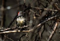 Nubian Woodpecker - Campethera nubica