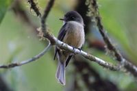 Lesser Antillean Pewee - Contopus latirostris