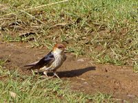 Greater Striped-Swallow - Cecropis cucullata