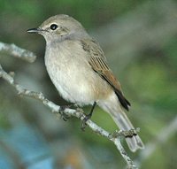 Pale Flycatcher - Bradornis pallidus