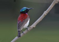 Crimson-backed Sunbird - Leptocoma minima