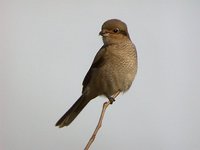 Northern Shrike - Lanius excubitor