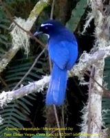 Silvery-throated Jay - Cyanolyca argentigula