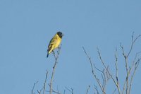 Hooded Siskin - Carduelis magellanica