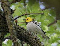 Hermit Warbler - Dendroica occidentalis