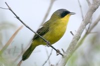 Masked Yellowthroat - Geothlypis aequinoctialis