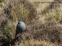 Plumbeous Sierra-Finch - Phrygilus unicolor