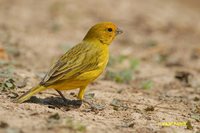 Saffron Finch - Sicalis flaveola