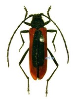 무늬소주홍하늘소 - Amarysius altajensis