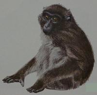 Moor Macaque (Macaca maura)