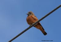 *NEW* Cliff Flycatcher