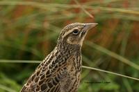 Long-tailed Meadowlark: juvenile