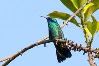 Colibri Grande - Sparkling Violetear - Colobri coruscans