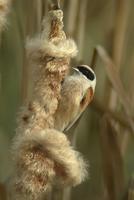 R챕miz penduline - Buidelmees - Remiz pendulinus - Penduline-Tit Flickr