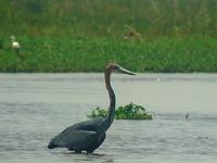 Goliath Heron (Goliathäger) - Ardea goliath