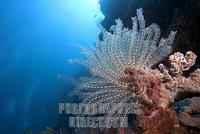 Feather star , Crinoid , ( Comanthina schlegelii ) on a sponge stock photo