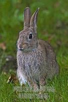 European Wild Rabbit , Dorset , England stock photo